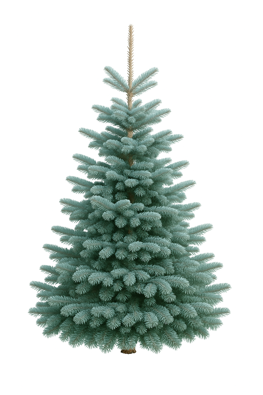 🌲 Sapin Nordmann (Abies nordmanniana)