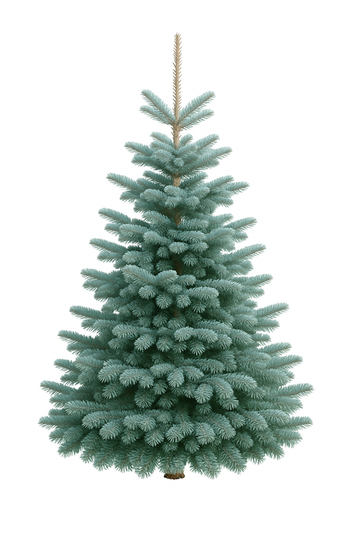 🌲 Sapin Nordmann (Abies nordmanniana)
