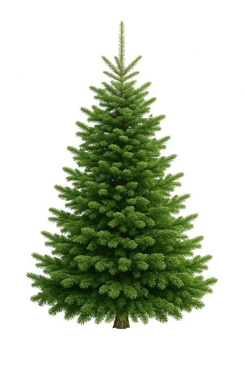 🌲 Sapin Nobilis (Abies nobilis)